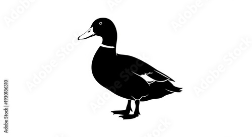 Black Silhouette of a Duck.