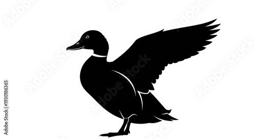 Black Silhouette of a Duck.