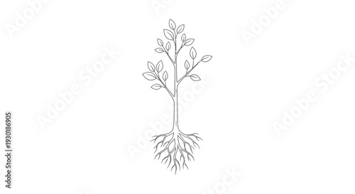 Minimalist line art drawing of a young tree with visible roots, symbolizing growth and nature.