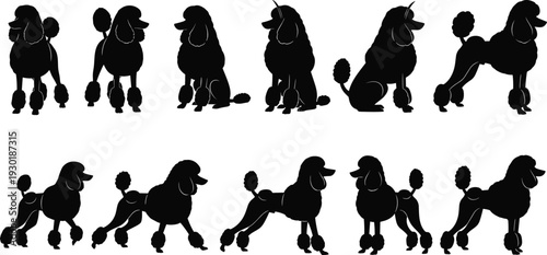 PrFlavector, Poodle, Dog, Silhouettes, Collection, Of, Pedigree, Pets, In, Various, Poses, Including, Standing, Sitting, And, Walking, For, Animal, Lovers, Grooming, Vector, Illustration.