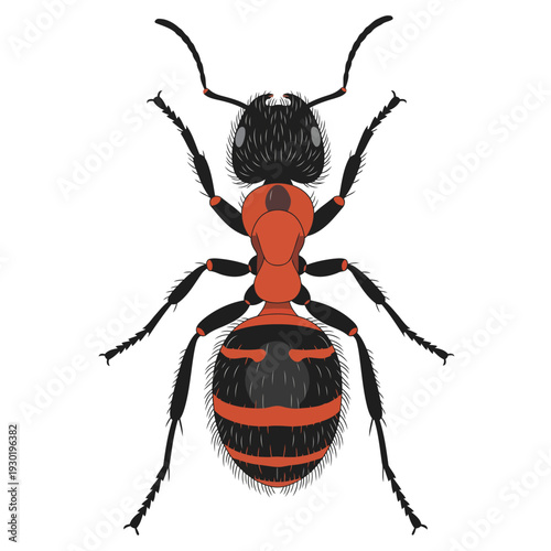 Illustration of ant from top