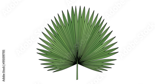 Green Palm Leaf Closeup Tropical Plant.