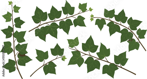 Ivy vine branches with green leaves botanical decorative elements isolated natural foliage vector illustration