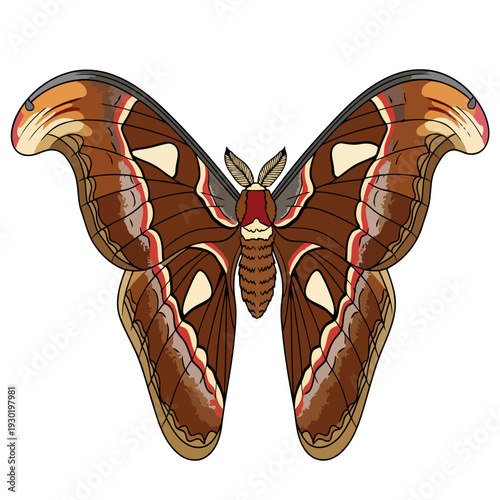 Detailed illustration of a large atlas moth with intricate patterns and vibrant colors, showcasing its majestic wingspan and unique markings