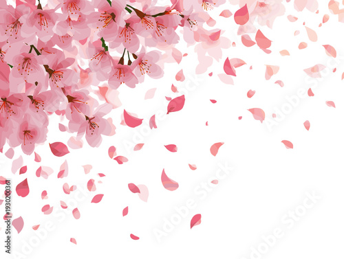 桜の花と舞い散る花びら　白背景の春フレームイラスト（コピースペース）