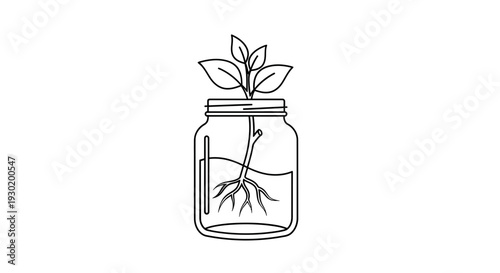 Plant Sprout Growing Roots in Mason Jar Water, Seedling Hydroponics Concept