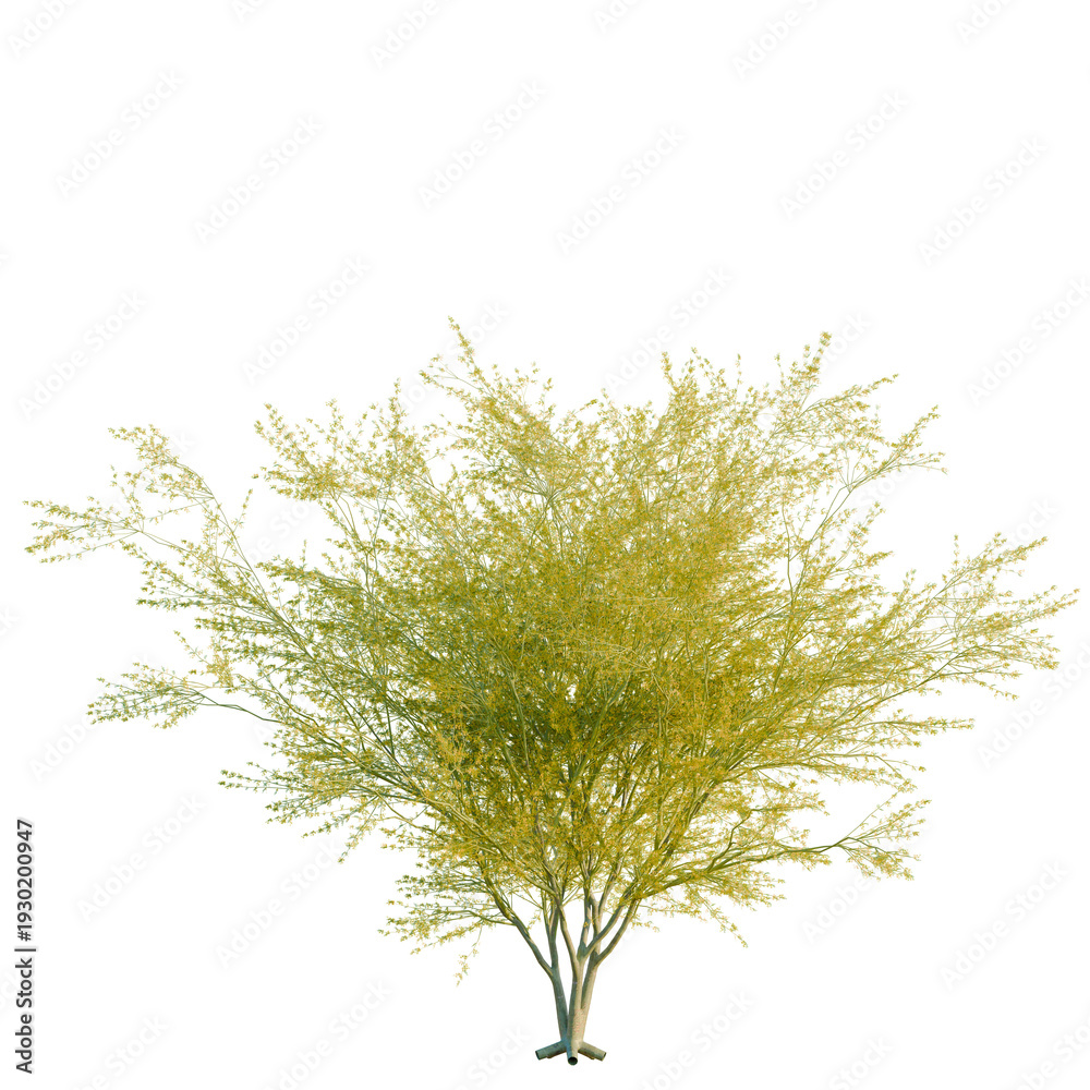 Naklejka premium Parkinsonia florida tree, elevation, front view, cutout, transparent background, isolate, Realistic Olive Tree with Green Leaves, Ideal for Landscape and Botanical Design Elements