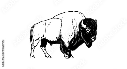 Majestic Bison Illustration: Powerful American Buffalo in Black and White Line Art