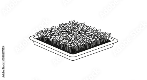 Microgreens Growing in Tray, Healthy Food Concept, Line Art Illustration