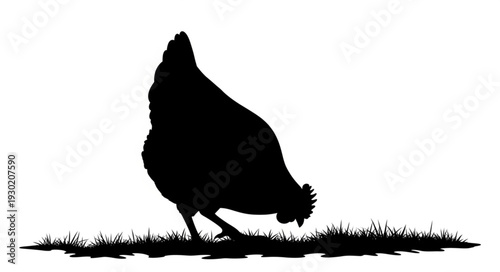 Black Silhouette of Chicken Foraging.