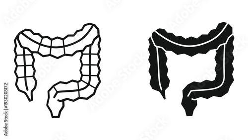 Anatomical illustration of the human colon