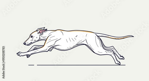 Graceful Greyhound Running Fast, Athletic Dog in Motion, White Dog on Light Background