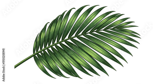 Green Palm Frond Leaf Isolated on White Background, Tropical Plant Element, Botanical Illustration