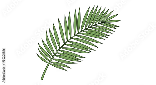 Green Palm Frond Leaf Isolated on White Background, Tropical Plant Element