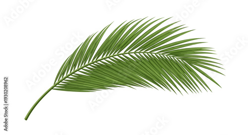 Green Palm Frond Leaf Isolated on White Background, Tropical Plant Element