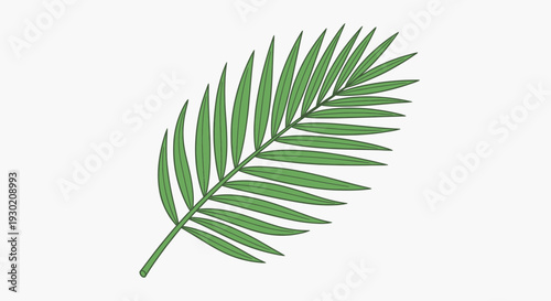 Green Palm Frond Leaf Isolated on White Background, Tropical Plant Element