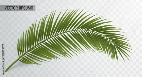 Green palm leaf isolated on a transparent checkered background, tropical plant element