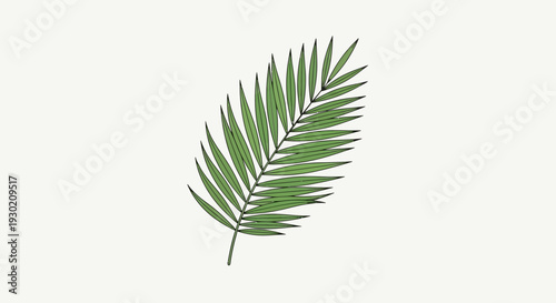 Green Palm Leaf with Detailed Fronds on a Light Background