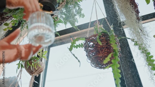 Hands watering hanging plants under skylight, glass pitcher pouring gentle stream, suspended baskets of ferns and moss, droplets catching light, shop assistant tending display, greenhouse atmosphere,