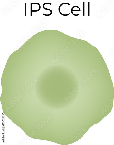 Ips cell biology concept diagram