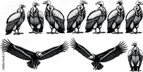 Detailed black and white vulture illustrations in various poses and flight positions, hand-drawn style emphasizing feather texture, anatomy, and artistic educational accuracy for stock use