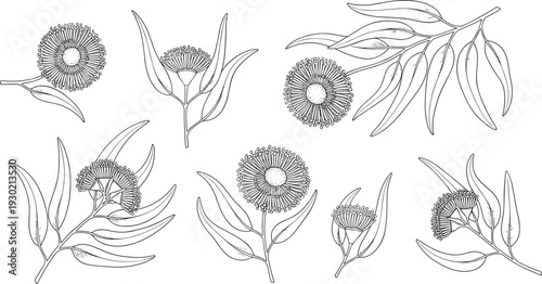 Black and white botanical illustration of eucalyptus flowers and elongated leaves, featuring detailed buds, radial filaments, and branch sketches for educational reference, decorative artwork, and 