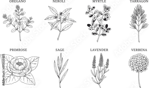 Black and white botanical illustrations of oregano, neroli, myrtle, tarragon, primrose, sage, lavender, and verbena plants, ideal for herbal medicine, gardening, education, and natural remedy 