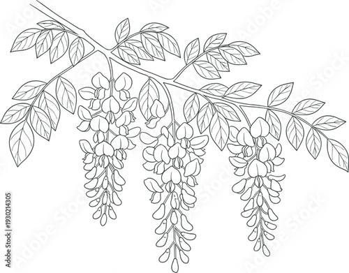 Detailed black and white botanical illustration of flowering plant branch with compound leaves and cascading blossoms, perfect for educational reference, decorative artwork, and nature-inspired 