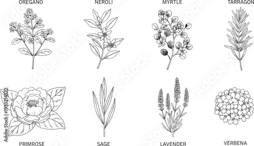 Detailed black and white botanical illustrations of oregano, neroli, myrtle, tarragon, primrose, sage, lavender, and verbena plants, perfect for herbal identification, education, and natural remedy 
