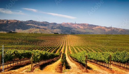 Wallpaper Mural Vineyards In California Usa Torontodigital.ca