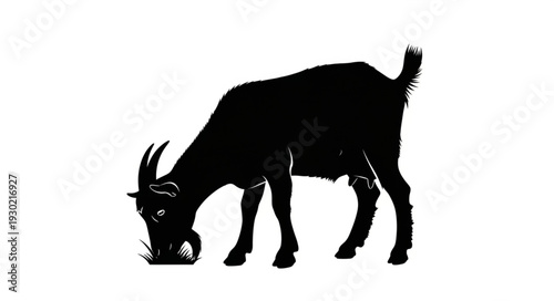 Black Silhouette of Grazing Goat.