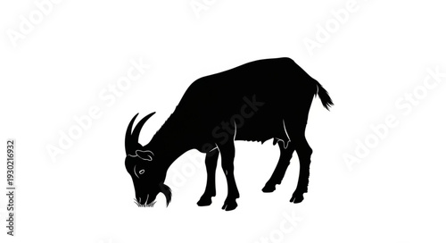 Black Silhouette of Grazing Goat.