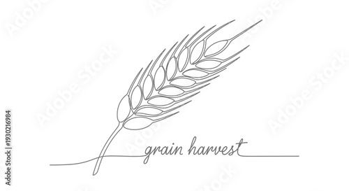Minimalist Single Line Drawing of Wheat Ear and Text "grain harvest"