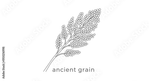 Minimalist Line Art of Sorghum Grain Stalk with Text "Ancient Grain"
