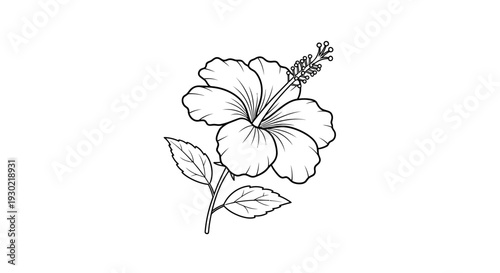 Hibiscus Flower Outline Drawing, Tropical Plant, Botanical Illustration, Vector Art
