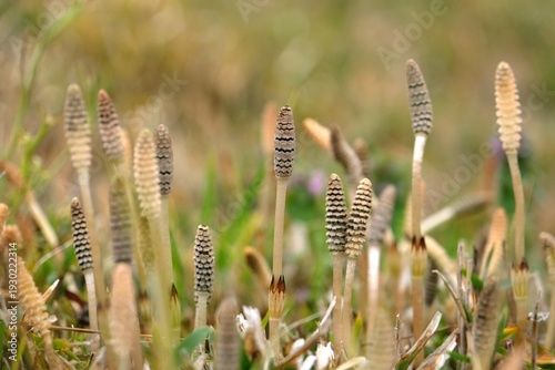 つくし, horsetail