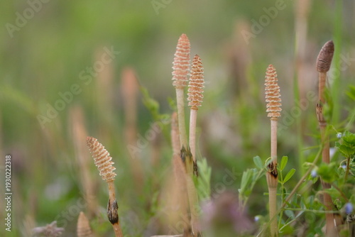 つくし, horsetail