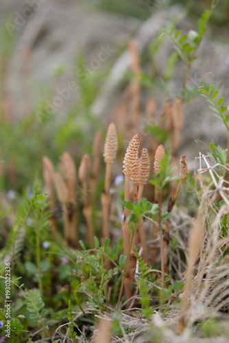 つくし, horsetail