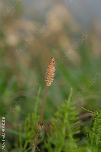 つくし, horsetail