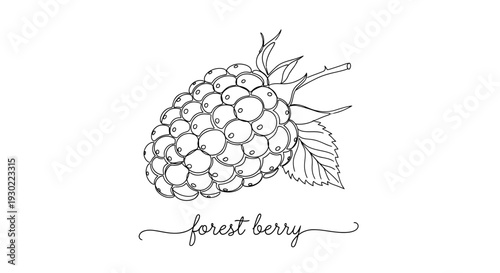 Hand-Drawn Forest Berry Illustration with Elegant Calligraphy Text