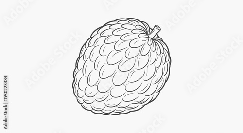 Hand-drawn illustration of a Custard Apple, Annona reticulata, isolated on white background