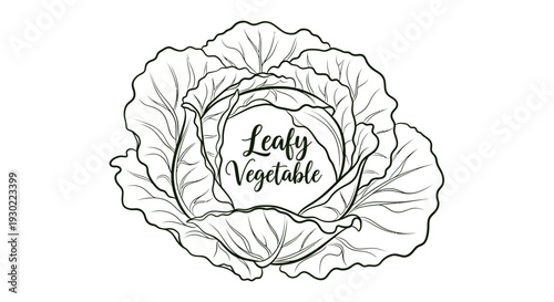 Hand-drawn illustration of a fresh cabbage with 'Leafy Vegetable' text in the center.