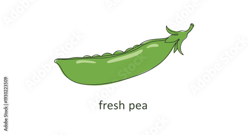Fresh Green Pea Pod with Peas Inside, Isolated on White Background, Healthy Food Ingredient