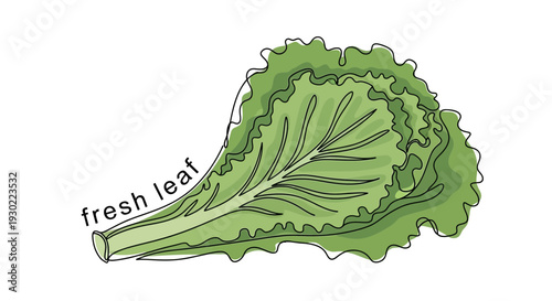 Fresh Green Lettuce Leaf with Veins, Healthy Food Ingredient, Isolated on White Background
