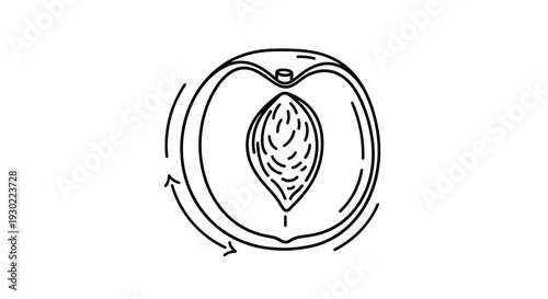 Fresh Peach Halved with Pit and Rotation Arrows, Line Art Icon