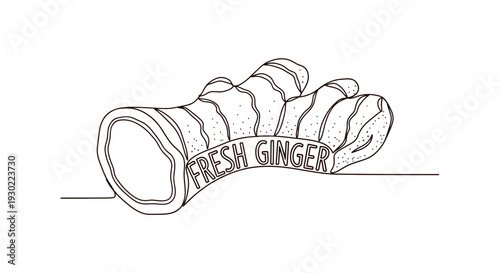 Hand-drawn illustration of fresh ginger root with text label