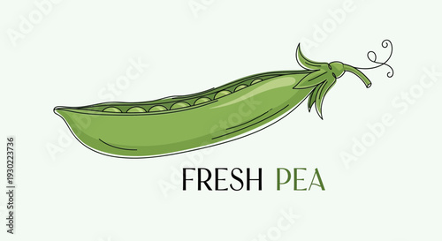 Fresh Pea Pod Illustration with Text - Healthy Food Concept