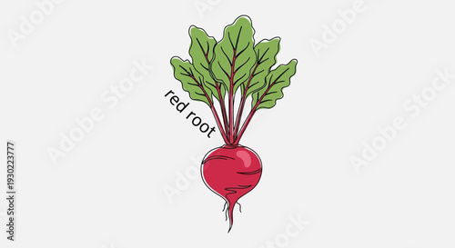 Fresh Red Beetroot with Green Leaves and Roots, Isolated on White Background