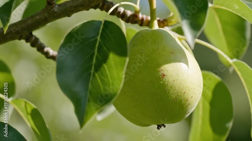 Closeup of a single unripe green pear hanging from a tree branch surrounded by lush green leaves on a sunny day showcasing natural growth and organic fruit.