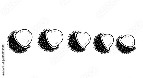 Chestnut Ripe Fruit Falling Sequence Animation Isolated White Background